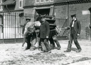 Die Wärter Jack Milbourne, H. Robertson und Thomas trainieren einen jungen asiatischen Elefanten, Londoner Zoo, Mai 1922 von Frederick William Bond
