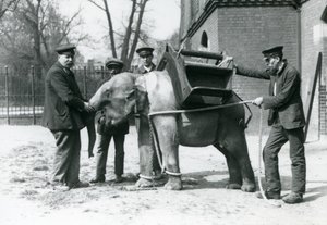 Die Wärter Jack Milbourne, H. Robertson und Thomas trainieren einen jungen asiatischen Elefanten, Londoner Zoo, Mai 1922 von Frederick William Bond