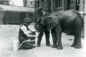 Wärter helfen dem jungen männlichen afrikanischen Elefanten Kiberenge, aus einem an eine Gießkanne angeschlossenen Schlauch zu trinken, Londoner Zoo, Juli 1924
