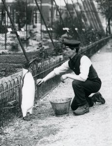 Königspinguin wird von Wärter Harry Munro mit einem Schwamm im Londoner Zoo gewaschen, Mai 1914. Munro wurde im Ersten Weltkrieg getötet, nachdem er in der Armee, in Luftschiffen und in der U-Boot-Abwehr gedient hatte von Frederick William Bond