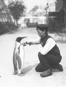Königspinguin mit Wärter Harry Munro, 1914