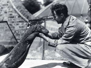 Komodowaran Sumbawa mit Wärter H. Alec Budd, 1928 von Frederick William Bond