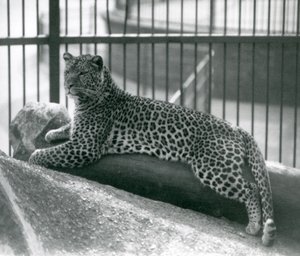 Leopard Rex liegt auf einem Baumstamm in seinem Gehege im Londoner Zoo im Juli 1925 von Frederick William Bond