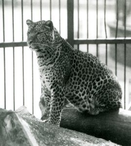 Leopard Rex sitzt auf einem Baumstamm in seinem Gehege im Londoner Zoo im Juni 1925 von Frederick William Bond