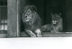 Löwe und Löwin Kuja und Caroline im ZSL Londoner Zoo, Juli 1924