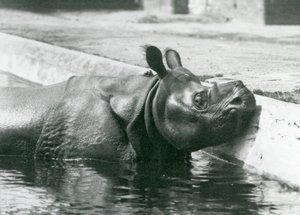 Männliches indisches Nashorn Felix genießt ein Bad in seinem Pool im Londoner Zoo, Juni 1928 von Frederick William Bond