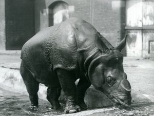 Männliches Indisches Nashorn Felix verlässt seinen Pool im London Zoo, 1928