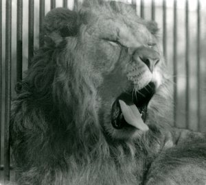 Männlicher Löwe Abdullah gähnt in seinem Gehege, London Zoo, 1925