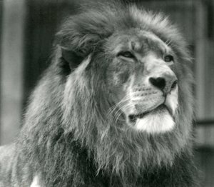 Männlicher Löwe Kuja im Londoner Zoo im August 1924