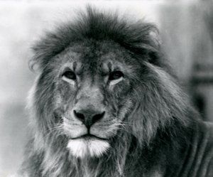 Männlicher Löwe Kuja im Londoner Zoo im Januar 1925