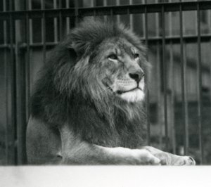 Männlicher Löwe Kuja liegt in seinem Gehege im Londoner Zoo im Januar 1925