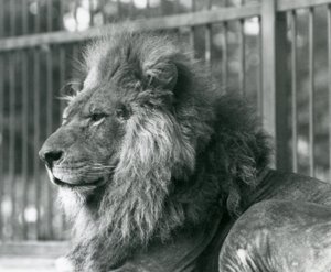 Männlicher Löwe Toto liegt in seinem Gehege im Londoner Zoo, September 1927