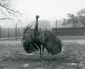 Balzruf eines Großen Nandu, London Zoo von Frederick William Bond