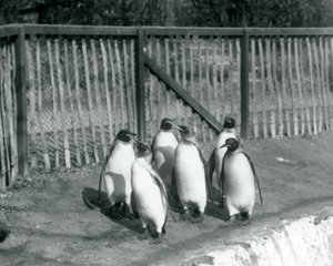 Sechs Königspinguine gehen neben ihrem Pool im Londoner Zoo im Jahr 1927 von Frederick William Bond