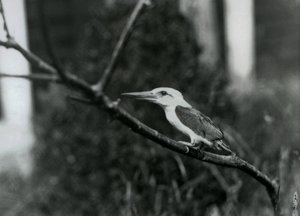 Storchschnabel-Eisvogel ruht auf einem Ast, diese Unterart stammt aus dem Sulu-Archipel auf den Philippinen, London Zoo von Frederick William Bond