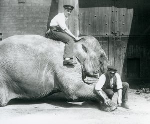 Sundermalah lässt sich von einem Wärter die Vorderfüße trimmen, während ein anderer auf ihrem Rücken sitzt, Londoner Zoo, August 1926 von Frederick William Bond