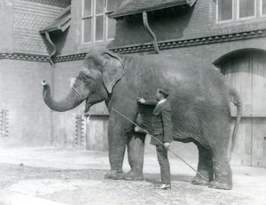 Syed Ali, der Indiarani vor dem Elefantenhaus trainiert, London Zoo, August 1923 von Frederick William Bond