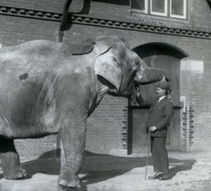Syed Ali trainiert Indiarani vor dem Elefantenhaus, London Zoo, Oktober 1925 von Frederick William Bond