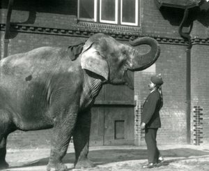 Syed Ali trainiert Indiarani vor dem Elefantenhaus, Londoner Zoo, Oktober 1925 von Frederick William Bond