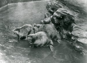 Drei Biber in ihrem Pool im London Zoo, 1920er Jahre von Frederick William Bond