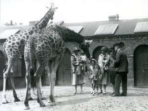 Drei Damen mit drei kleinen Kindern besuchen die Giraffen in ihrem Gehege außerhalb des Giraffenhauses, Londoner Zoo, Juli 1926 von Frederick William Bond