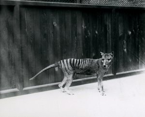 Tasmanischer Wolf im Londoner Zoo, vor 1930