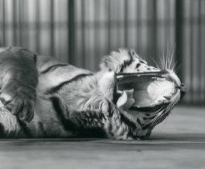 Tigerdame 