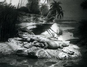 Zwei Alligatoren in einer Panoramaszene im Londoner Zoo im Juni 1927 von Frederick William Bond