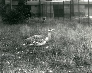 Zwei Arabische Trappen stehen in ihrem Gehege im Londoner Zoo, September 1927