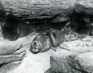 Zwei Nutrias ruhen sich auf Felsen in ihrem Gehege im Londoner Zoo, April 1925 von Frederick William Bond