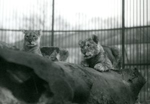 Zwei Löwenjunge, die in der Menagerie geboren wurden, in ihrem Gehege im Londoner Zoo, April 1924 von Frederick William Bond