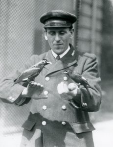 Zwei Mynavögel auf den Händen von Thomas Raggett, Londoner Zoo, Juni 1924 von Frederick William Bond