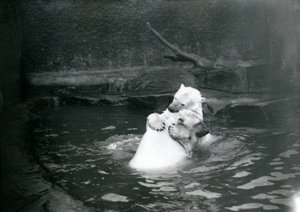 Zwei Eisbären, darunter ein Jungtier, umarmen und spielen in einem Pool im Londoner Zoo, Juni 1922