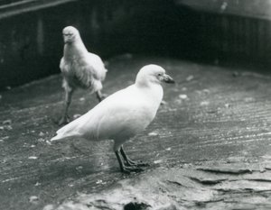 Zwei Schneescheidenvögel, die im August 1927 im Londoner Zoo stehen und gehen von Frederick William Bond