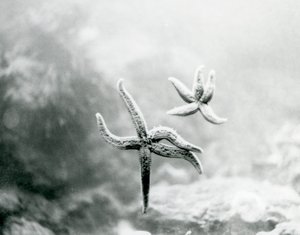 Zwei Seesterne an der Aquariumscheibe, die ihre Unterseiten zeigen, Londoner Zoo, März 1925 von Frederick William Bond