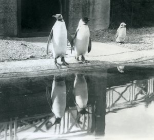 Zwei erwachsene Königspinguine stehen an ihrem Pool mit ihren Spiegelbildern im Wasser, London Zoo von Frederick William Bond