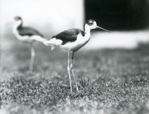 Zwei Schwarzhalstiltläufer auf Gras, Londoner Zoo, Juli 1925 von Frederick William Bond