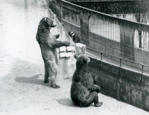 Zwei Braunbären, einer steht auf den Hinterbeinen und einer sitzt, schauen von den Mappin Terrassen hinunter, Londoner Zoo, Juli 1925