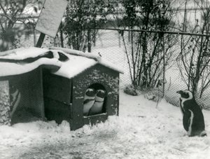 Zwei gefährdete Schwarzfußpinguine schauen aus ihrem Nistkasten im Schnee, während ein anderer zusieht, London Zoo, 1924 von Frederick William Bond