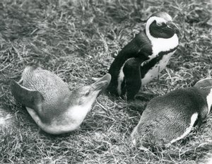 Zwei junge und ein erwachsener Schwarzfußpinguin auf Gras im Londoner Zoo, April 1925 von Frederick William Bond