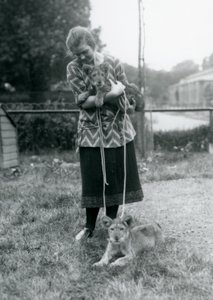 Zwei Löwenjunge mit einer jungen Frau im Londoner Zoo im August 1925 von Frederick William Bond