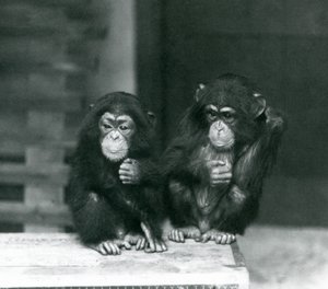 Zwei junge Schimpansen, die auf einer Holzkiste sitzen, Londoner Zoo