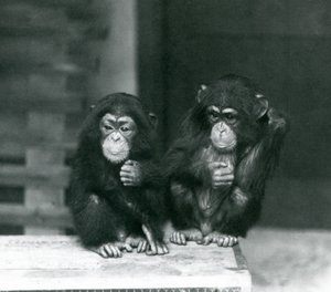 Zwei junge Schimpansen sitzen auf einer Holzkiste, Londoner Zoo, 1924