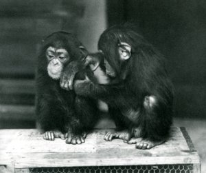 Zwei junge Schimpansen sitzen auf einer Holzkiste, Londoner Zoo, 1924