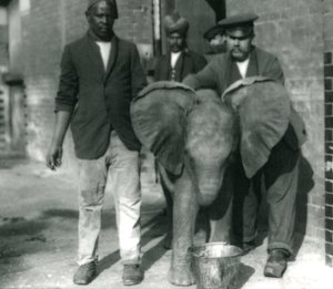 Junger Afrikanischer Elefant Kiberenge trinkt aus einem Eimer mit den Trainern Darish und Syed Ali und Pfleger H. Robertson, 1923 von Frederick William Bond