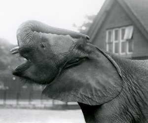 Junger afrikanischer Elefant Kiberenge hebt seinen Rüssel und ruft, Londoner Zoo, August 1925 von Frederick William Bond