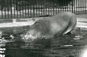 Junger Flusspferd Bobbie betritt sein Becken im Londoner Zoo im August 1927 von Frederick William Bond