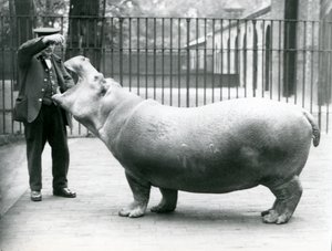 Junges Flusspferd Bobbie mit Wärter Ernie Bowman, London Zoo, Juli 1923 von Frederick William Bond