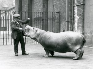Junges Flusspferd Bobbie mit Wärter Ernie Bowman, London Zoo, Juli 1923