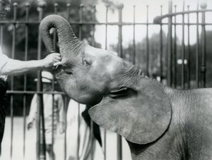 Junge weibliche afrikanische Zwerg-Elefantin Oojah bekommt eine Belohnung, Londoner Zoo, Juli 1925 von Frederick William Bond